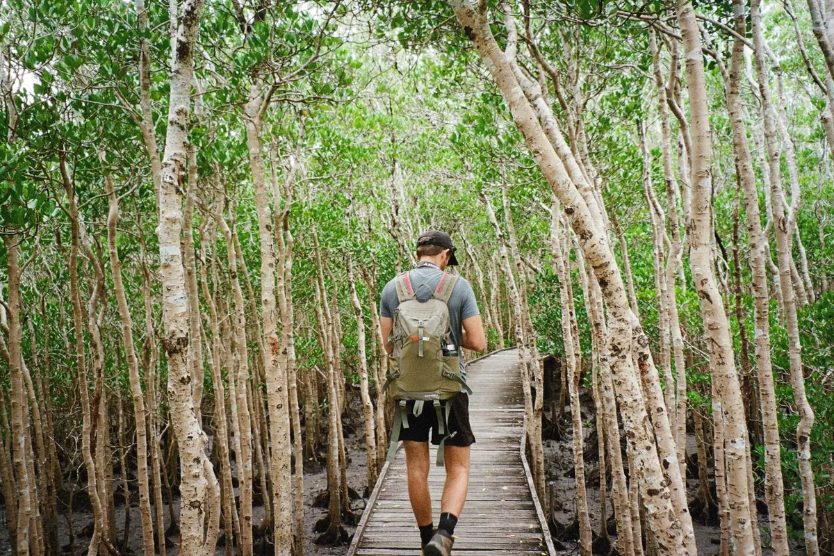 Un excursionista en una pasarela de madera entre altos manglares de troncos pálidos y hojas de un verde brillante, cerca de Cairns.