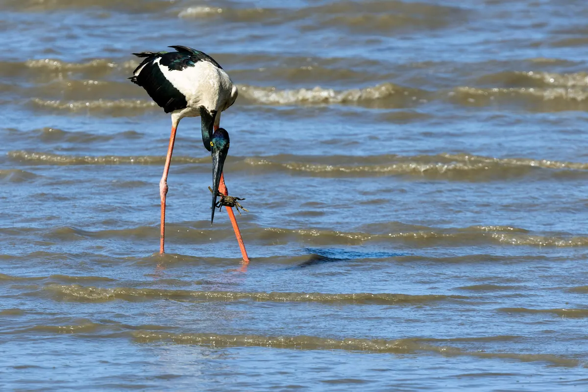 Una cigüeña de cuello negro vadeando en aguas poco profundas en el paseo marítimo de Cairns, con un cangrejo en el pico.